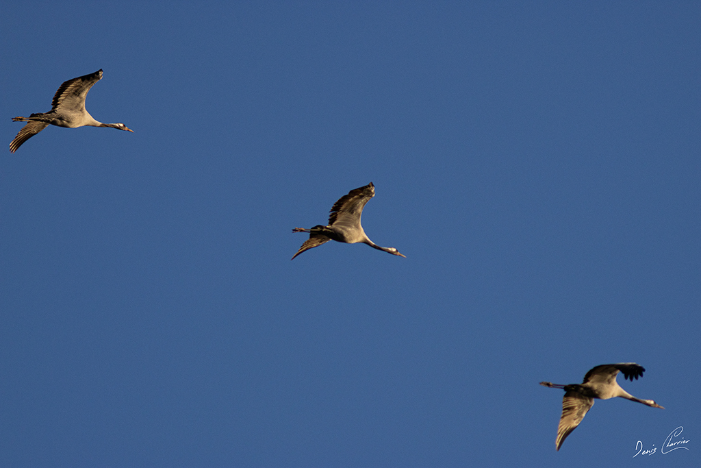 Trois grues cendré en vol dans le ciel au couché du soleil